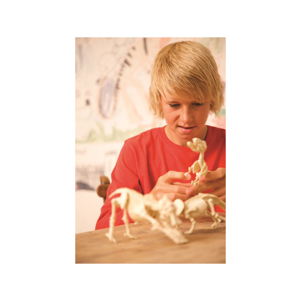 4Μ Ανασκαφή Σκελετού Τυραννόσαυρος - Rex